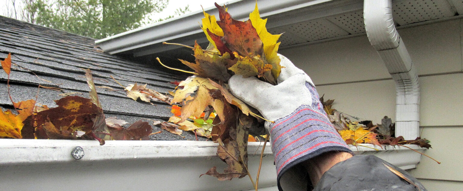 removing leaves from rain gutter while wearing a work glove